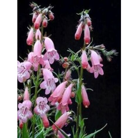 Galane 'Evelyn' Godet de 8/9 cm