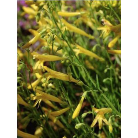 Galane 'Mersea Yellow' Godet de 8/9 cm