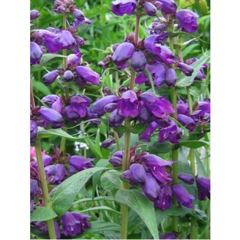 Galane 'Purple Passion' Godet de 8/9 cm
