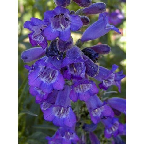 Galane 'Russian River' Godet de 8/9 cm