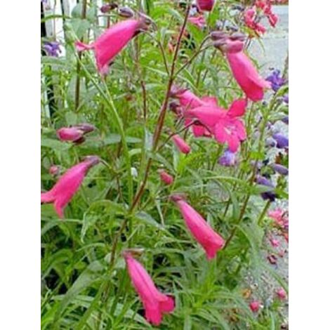 Galane 'Schoenholzeri' Godet de 8/9 cm