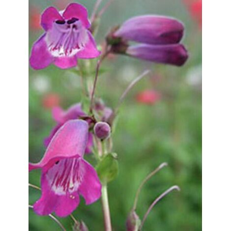 Galane 'Sour Grapes' Godet de 8/9 cm