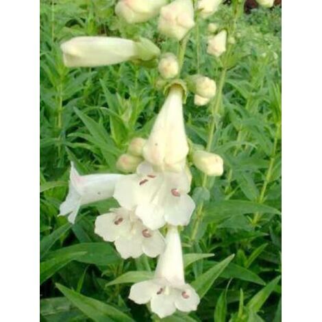 Galane 'White Bedder' Godet de 8/9 cm