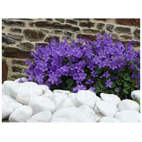 Galet Blanc Brillant calibre 40-60