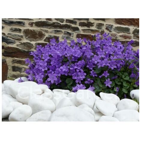 Galet Blanc Brillant 40-60 - Pack de 30 sacs - 600 kg