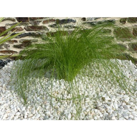 Galet Blanc Pure calibre 6-12