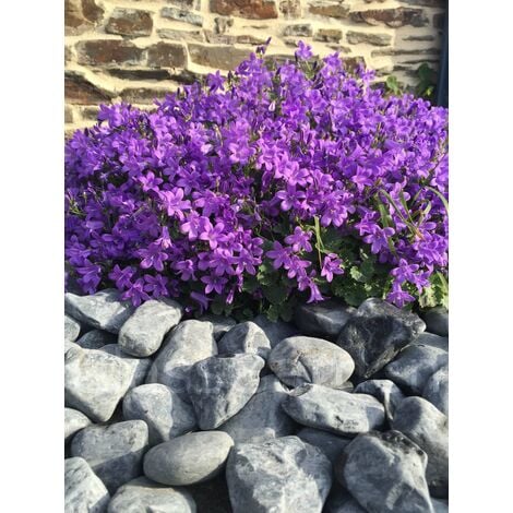 Galet Noir Mat calibre 40-60 mm