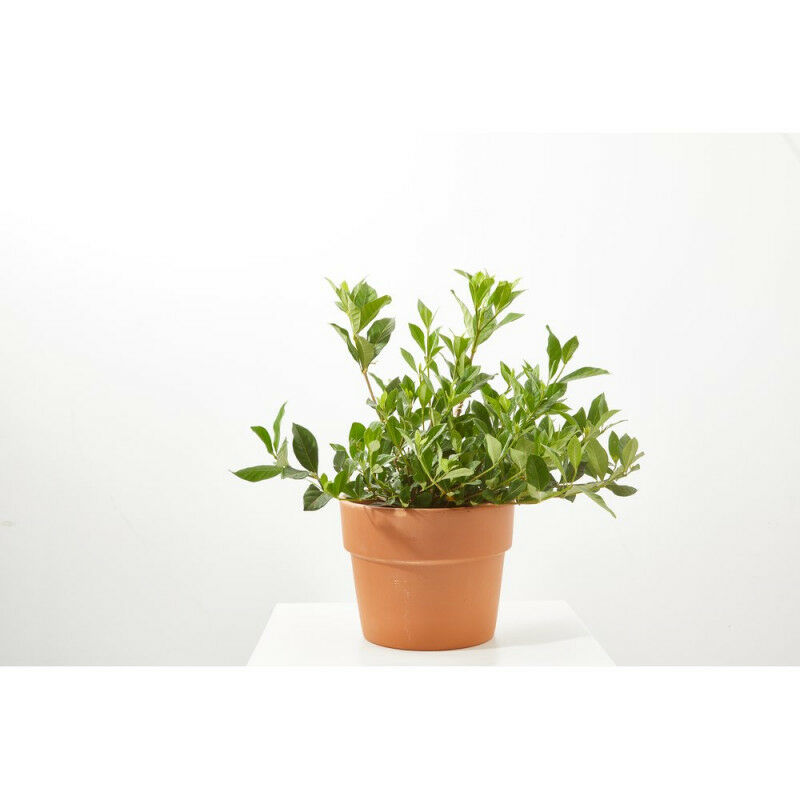 

Gardenia Exterior 3 Litros