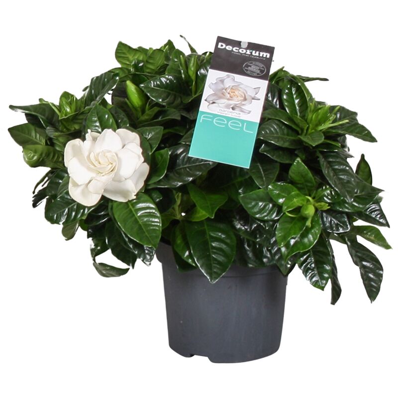 Plant In A Box - Gardenia Jasminoides - Jasmin du Cap - Pot 13cm - Hauteur 25-40cm - Blanc