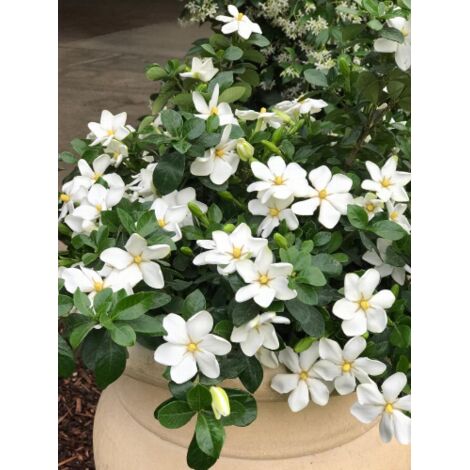 Gardenia jasminoides "Kleim's Hardy" pianta in vaso 19 cm