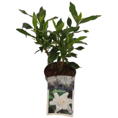 Gardenia jasminoides pianta in vaso 7X7 cm fiori profumatissimi