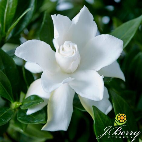 Gardenia x Celestial Star® 'PS-2013-4' | Godet - 5/20 cm