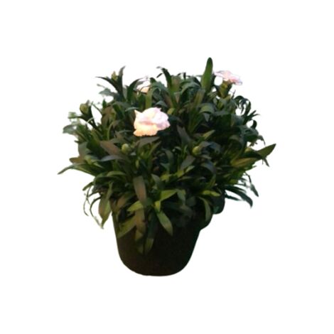 Corona Di Fiori Naturali Siepi à Lourmarin – ATMOSPHERA – Diametro 34 Cm, Colore Bianco - 3