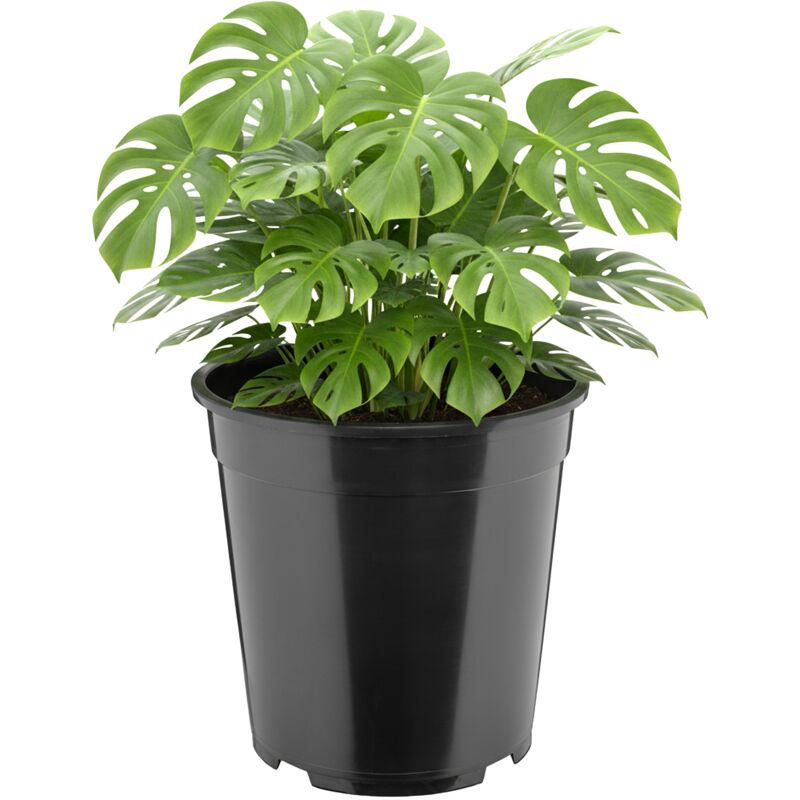 Garronda Blumentopf Rund Hoch Kunststoff Ø25 X 24 Cm (9, 5l) Mit Drainagelöchern Pflanztopf Robustes Pp Pflanzgefäß Für Garten Gewächshaus