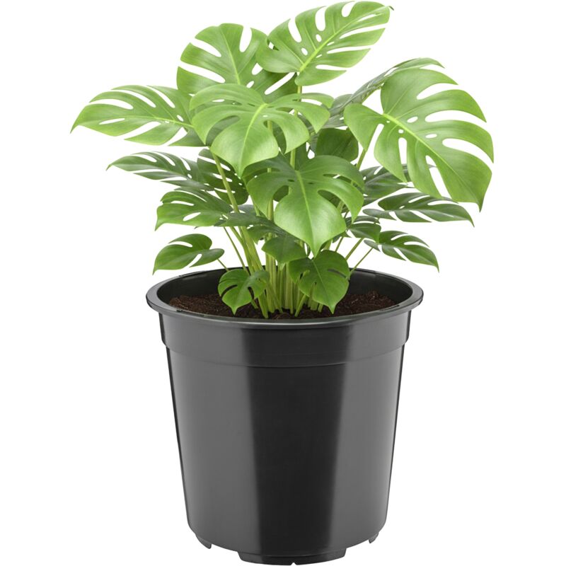 Garronda Blumentopf Rund Hoch Kunststoff Ø24 X 22 Cm (7l) Mit Drainagelöchern Pflanztopf Robustes Pp Pflanzgefäß Für Garten Gewächshaus Balkon