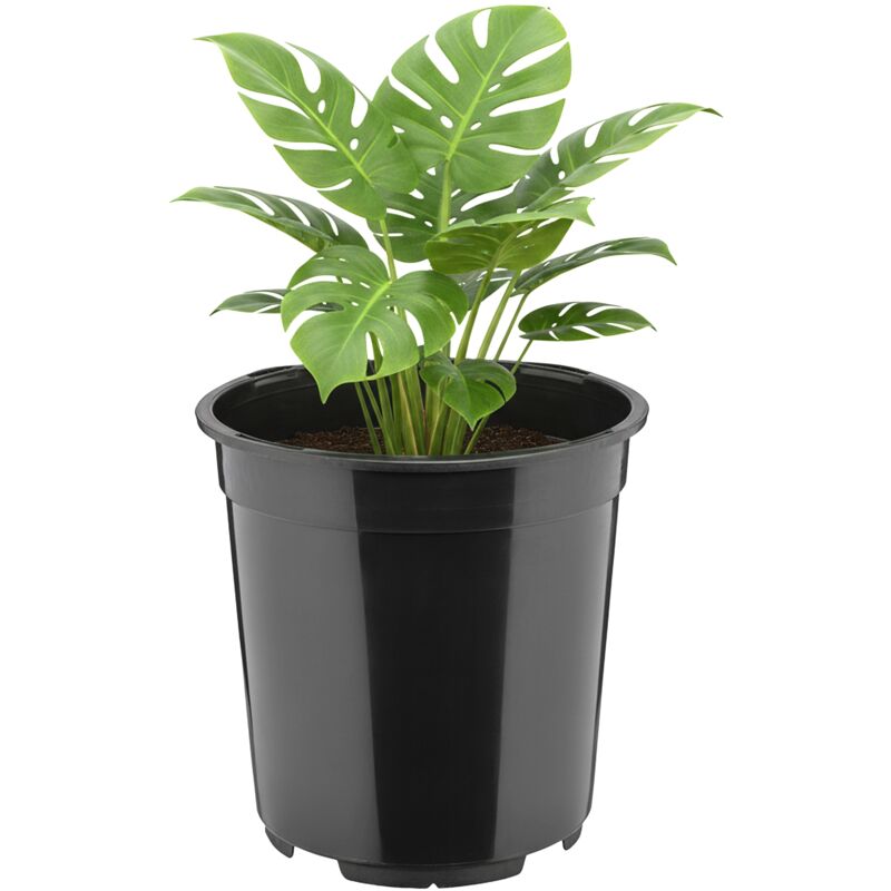 Garronda Blumentopf Rund Hoch Kunststoff Ø21 X 20 Cm (5l) Mit Drainagelöchern Pflanztopf Robustes Pp Pflanzgefäß Für Garten Gewächshaus Balkon