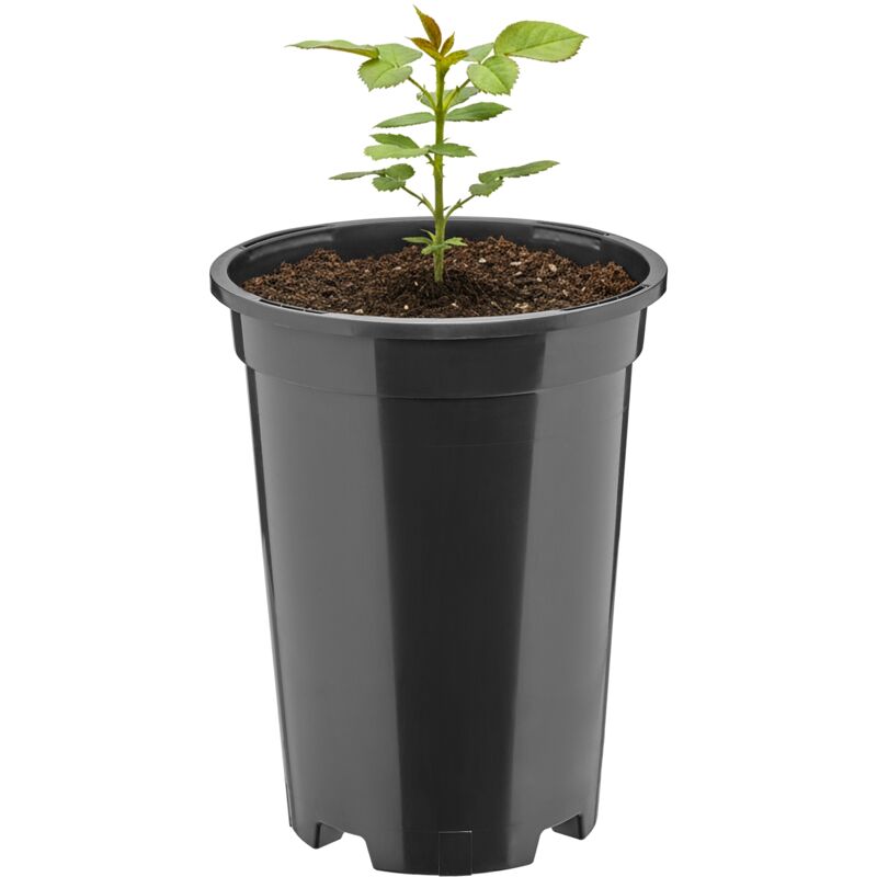 Garronda Blumentopf Rund Kunststoff Ø14 X 18 Cm (1, 7l) Mit Drainagelöchern Pflanztopf Robustes Pp Pflanzgefäß Für Garten Gewächshaus Balkon