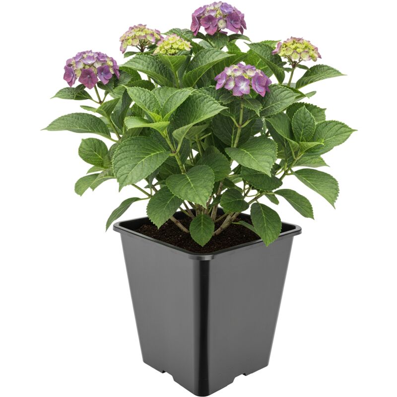 Garronda Pflanztopf Kunststoff Hoch 25 X 25 X 26 Cm (11l) Eckig Mit Drainagelöchern Blumentopf Pp Pflanzgefäß Für Garten Gewächshaus Balkon