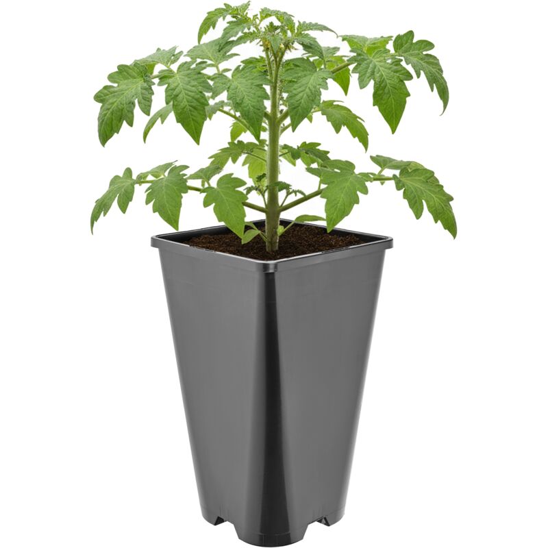 Garronda Pflanztopf Kunststoff Hoch 13, 5 X 13, 5 X 23 Cm (3l) Eckig Mit Drainagelöchern Blumentopf Pp Pflanzgefäß Für Garten Gewächshaus Balkon