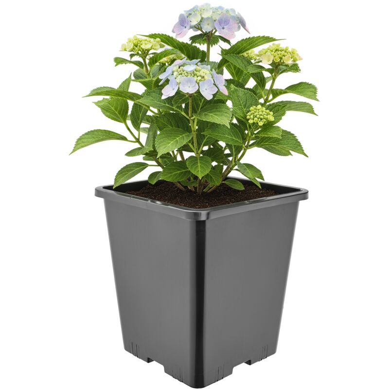 Garronda Pflanztopf Kunststoff Hoch 20, 5 X 20, 5 X 23, 5 Cm (7l) Eckig Mit Drainagelöchern Blumentopf Pp Pflanzgefäß Für Garten Gewächshaus