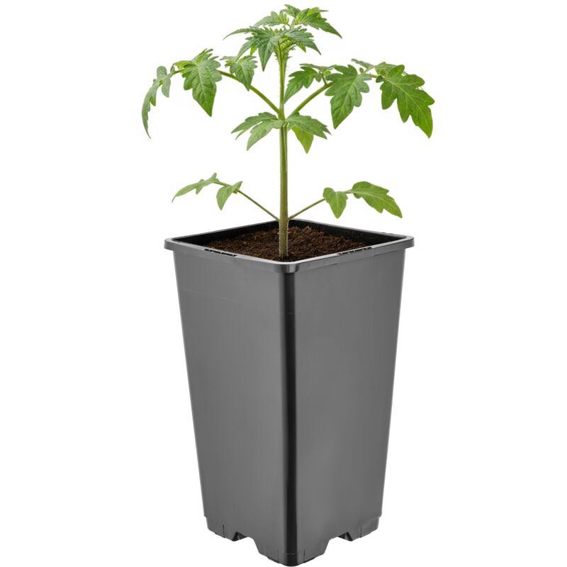 Garronda Pflanztopf Kunststoff Hoch 11 X 11 X 19 Cm (1, 7l) Eckig Mit Drainagelöchern Blumentopf Pp Pflanzgefäß Für Garten Gewächshaus Balkon