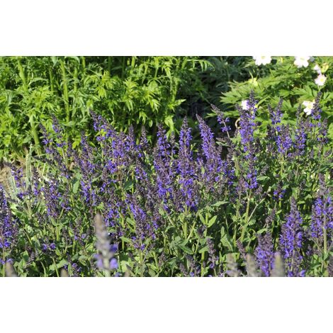 Garten-Blüten-Salbei 'Viola Klose' Salvia nemorosa 'Viola Klose'