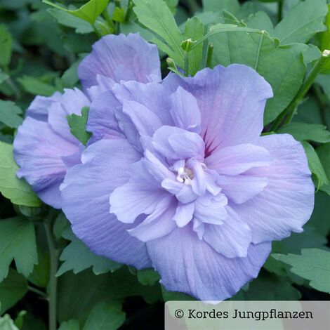 Garten-Hibiskus, Hibiscus syriacus 'Blue Chiffon®', blau-violett, 40-60 cm hoch, Topf 5 l