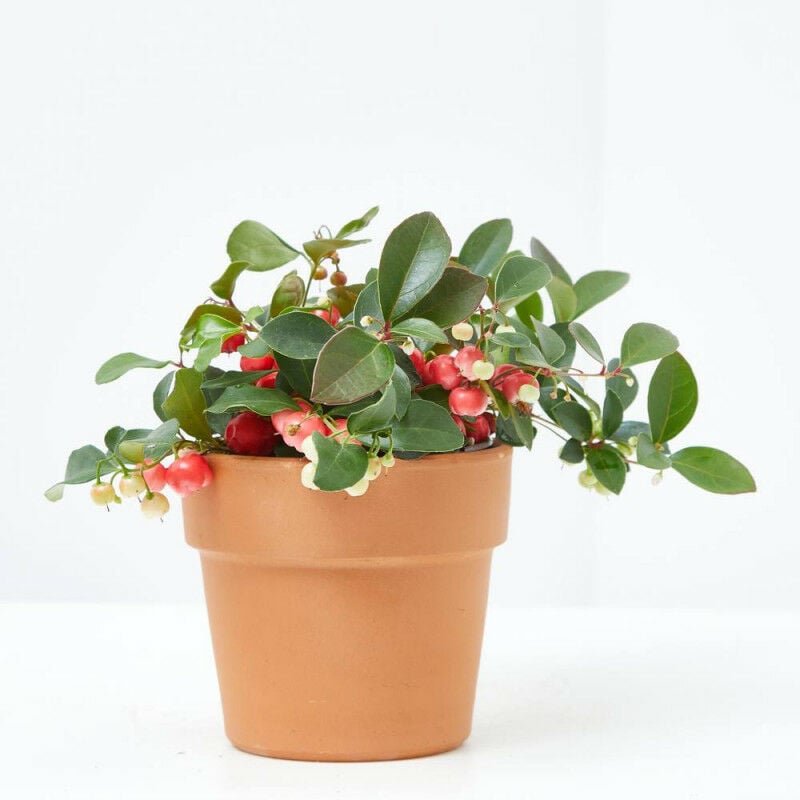

Gaultheria Maceta 11Cm
