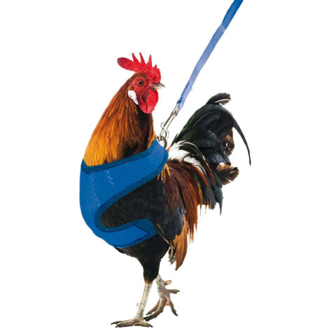 Gaun pettorina per galline 88583033 88583033 88583033 88583033 88583033 88583033