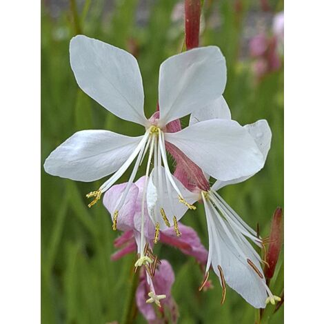 Gaura de lindheimer 'Summer Breeze' Godet de 8/9 cm