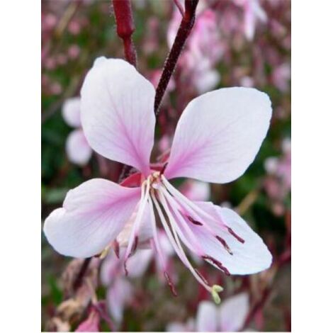 Gaura lindheimeri 'Cherry Brandy'® Godet de 8/9 cm