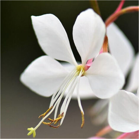 Gaura lindheimeri Wirling Butterflies/Pot de 3L - Blanche