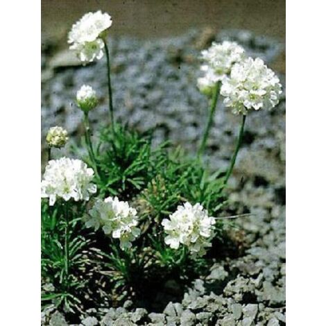 Gazon d'Espagne, Armérie maritime 'Alba' Godet de 8/9 cm