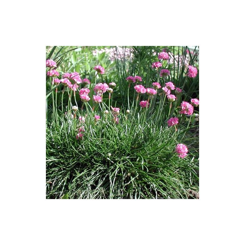 Gazon d'Espagne Splendens | Conditionnement: Lot de 5 godets