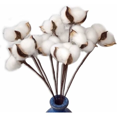 GDRHVFD Lot de 30 véritables fleurs de coton séchées avec tige, 30 cm
