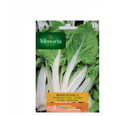 Gelbe Mangold von Lyon Vilmorin 5G