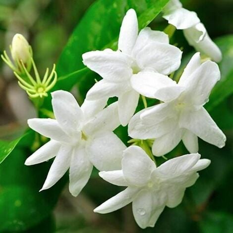 Gelsomino bianco "Jasminum officinalis" 3 piante rampicanti in vaso 9 cm