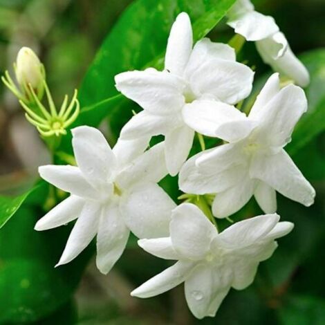 Gelsomino bianco "Jasminum officinalis" pianta rampicante in vaso  9 cm