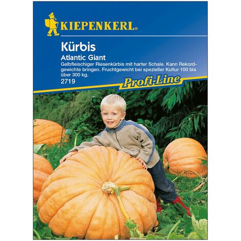 Gemüsesamen, Kürbis 'Atlantic Giant', gelb
