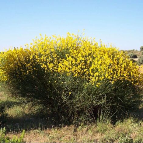 Genêt d'Espagne (Spartium Junceum) - Godet - Taille 20/40cm