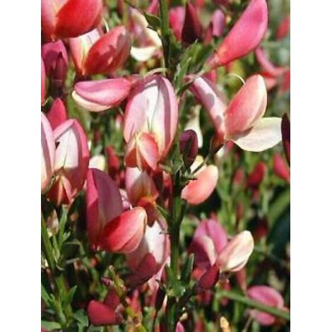 Genêt 'Hollandia' Pot de 2L/3L