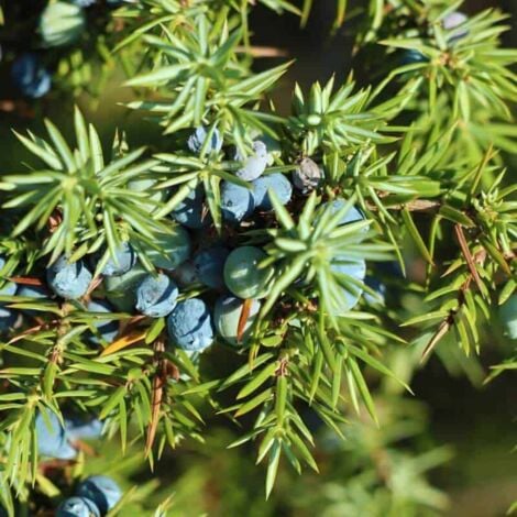 PÉPINIÈRES NAUDET Genévrier Commun (Juniperus Communis)