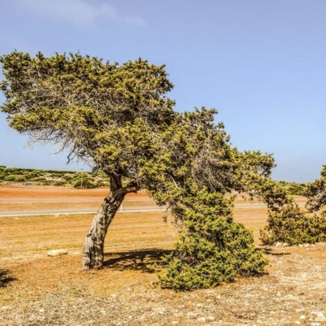 Genévrier de Phénicie (Juniperus phoenicea)