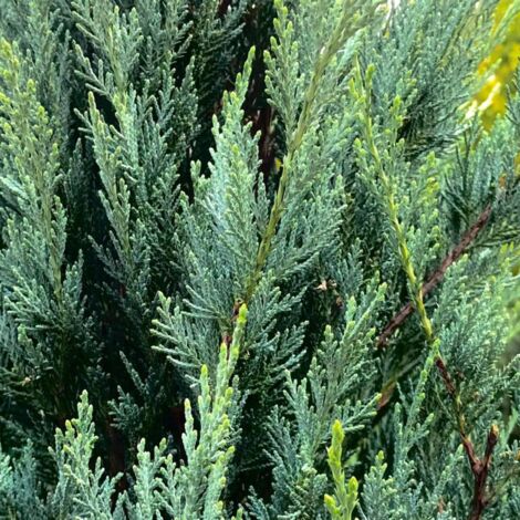 Genévrier de Virginie 'Blue Arrow' (Juniperus scopulorum 'Blue Arrow')