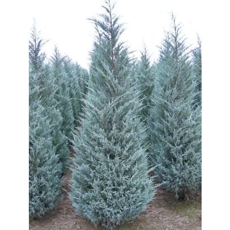 LE JARDIN DU PIC VERT Genevrier des montagnes 'Moonglow' Godet de 8/9 cm