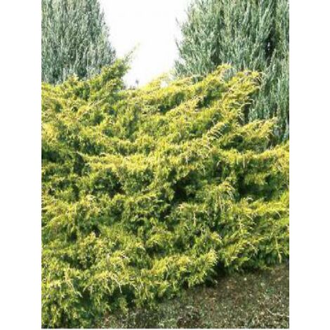 Genévrier 'Gold Coast' Pot de 2L/3L