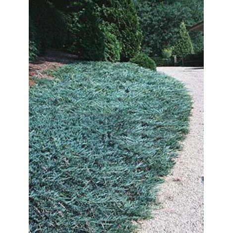 Genévrier horizontal 'Blue Chip' Pot de 2L/3L, Largeur 20cm