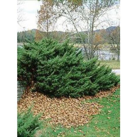 Genévrier 'Pfitzeriana' Pot de 2L/3L