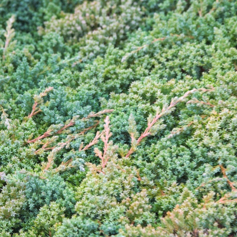 Genévrier prostré Nana/Pot de 3L