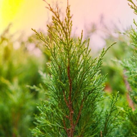 Genévrier Skyrocket (Juniperus Scopulorum Skyrocket) - Godet - Taille 13/25cm